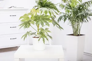 Fatsia japonica - 80-100 CM RB - image 5