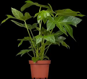 Fatsia japonica - LINERS 18 CEL TRAY P9 SIZE - image 2