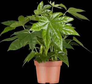Fatsia japonica - LINERS 18 CEL TRAY P9 SIZE - image 3