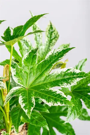 Fatsia japonica 'Spider's Web' - 10 Ltr pot - image 3
