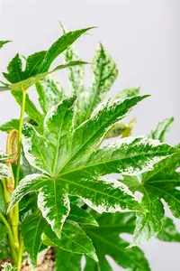 Fatsia japonica 'Spider's Web' - 10 Ltr pot - image 3