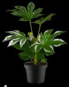 Fatsia japonica 'Spider's Web' - 10 Ltr pot - image 3