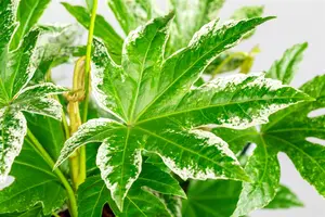 Fatsia japonica 'Spider's Web' - 10 Ltr pot - image 2