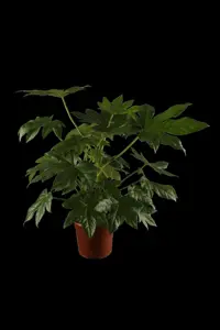 Fatsia japonica 'Variegata'