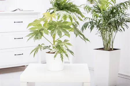 Fatsia japonica 'Variegata' - 7.5 Ltr pot - image 5