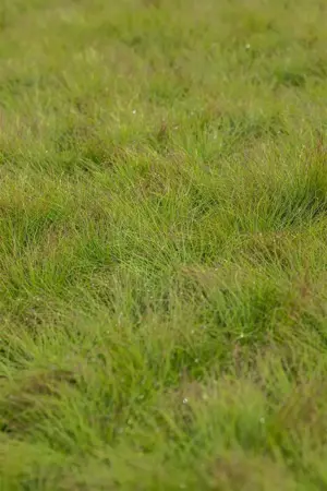 Festuca amethystina - Plug/Celgrown - image 1