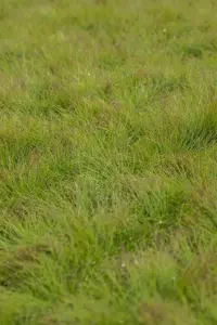 Festuca amethystina