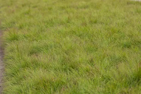 Festuca amethystina - Plug/Celgrown - image 4