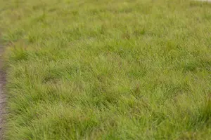Festuca amethystina - Plug/Celgrown - image 4