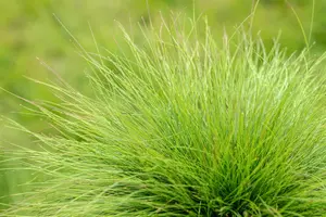 Festuca amethystina - Plug/Celgrown - image 5