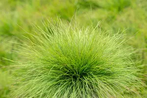 Festuca amethystina - Plug/Celgrown - image 6