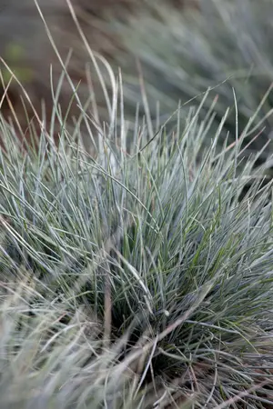 Festuca cinerea - P9 - image 1