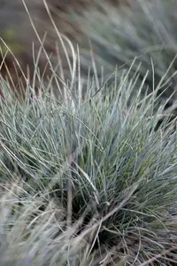 Festuca cinerea