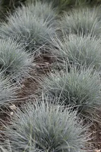 Festuca cinerea - P9 - image 2