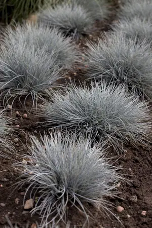 Festuca cinerea - P9 - image 4