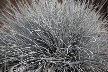 Festuca cinerea - P9 - image 3