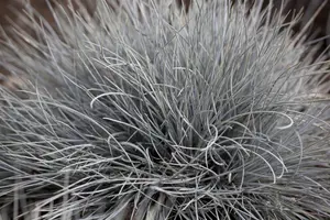Festuca cinerea - P9 - image 3