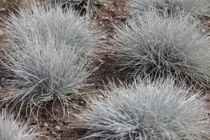 Festuca cinerea - P9 - image 5