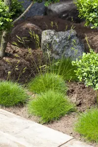 Festuca gautieri - P9 - image 4