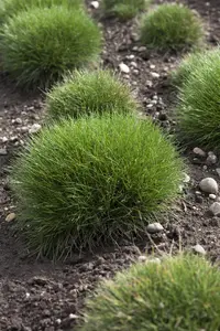 Festuca gautieri - P9 - image 5