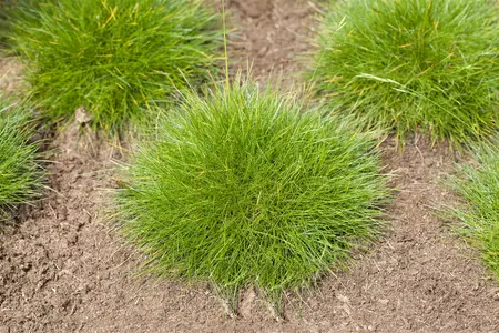 Festuca gautieri - P9 - image 1