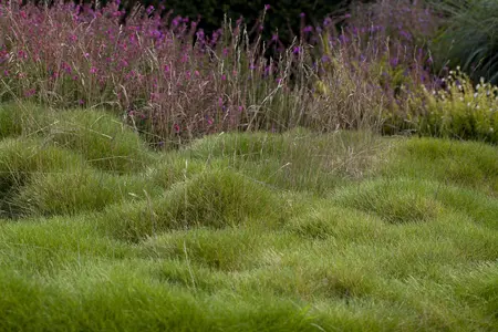Festuca gautieri - P9 - image 3