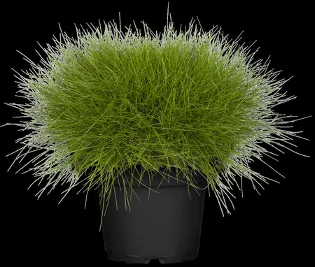 Festuca gautieri - P9 - image 2