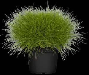 Festuca gautieri - P11 - image 2