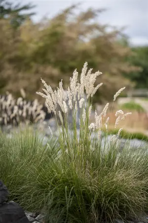 Festuca gigantea - P11 - image 3