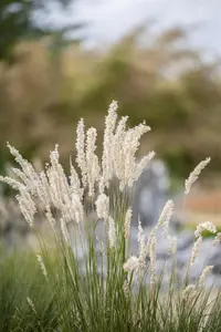 Festuca gigantea - P11 - image 4