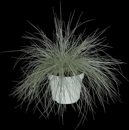 Festuca gigantea - P11 - image 5