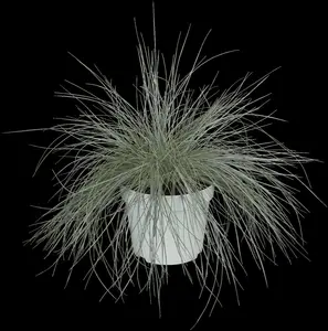 Festuca gigantea - P11 - image 5