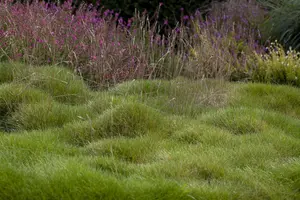 Festuca gigantea
