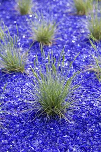 Festuca glauca 'Blue Select' - 2 Ltr pot - image 4