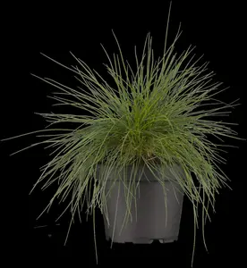 Festuca glauca 'Blue Select' - 2 Ltr pot - image 3