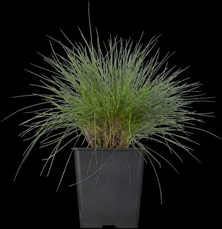 Festuca glauca 'Blue Select' - 2 Ltr pot - image 5