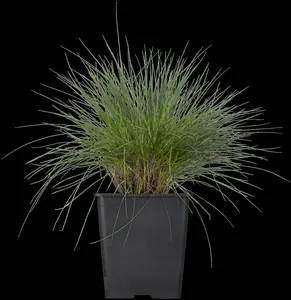 Festuca glauca 'Blue Select' - 2 Ltr pot - image 5