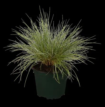 Festuca glauca 'Blue Select' - 2 Ltr pot - image 1