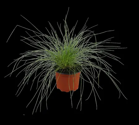 Festuca glauca 'Blue Select' - 2 Ltr pot - image 2