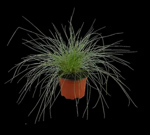 Festuca glauca 'Blue Select' - 2 Ltr pot - image 2