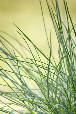 Festuca glauca 'CompactA Blue'? - P10.5 - image 2
