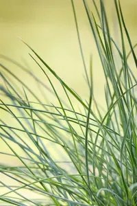 Festuca glauca 'CompactA Blue'? - P10.5 - image 2