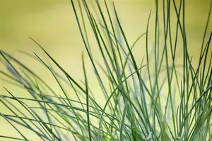 Festuca glauca 'CompactA Blue'? - P10.5 - image 3