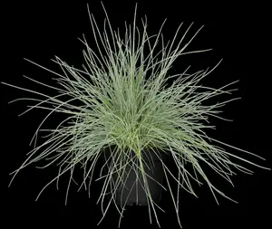 Festuca glauca 'CompactA Blue'? - P10.5 - image 3