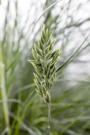 Festuca glauca 'Eisvogel' - P13 - image 2