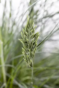Festuca glauca 'Eisvogel' - P13 - image 2