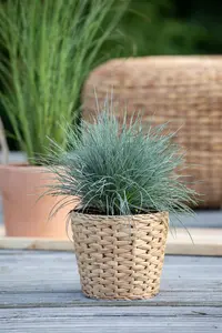 Festuca glauca 'Eisvogel' - P13 - image 5