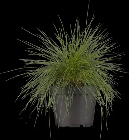 Festuca glauca 'Eisvogel' - P9 - image 3