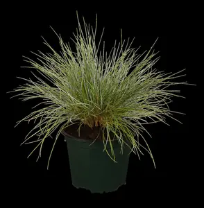 Festuca glauca 'Eisvogel' - P9 - image 1