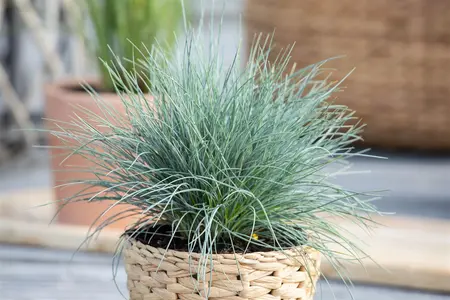 Festuca glauca 'Eisvogel' - P13 - image 3